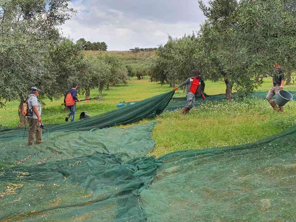 Immagine articolo: Caldo record in estate ed autunno. Nel Belìce cali di produzione fino al 30% e prezzo dell’olio vicino ai 10€/kg. Il parere dell’esperto