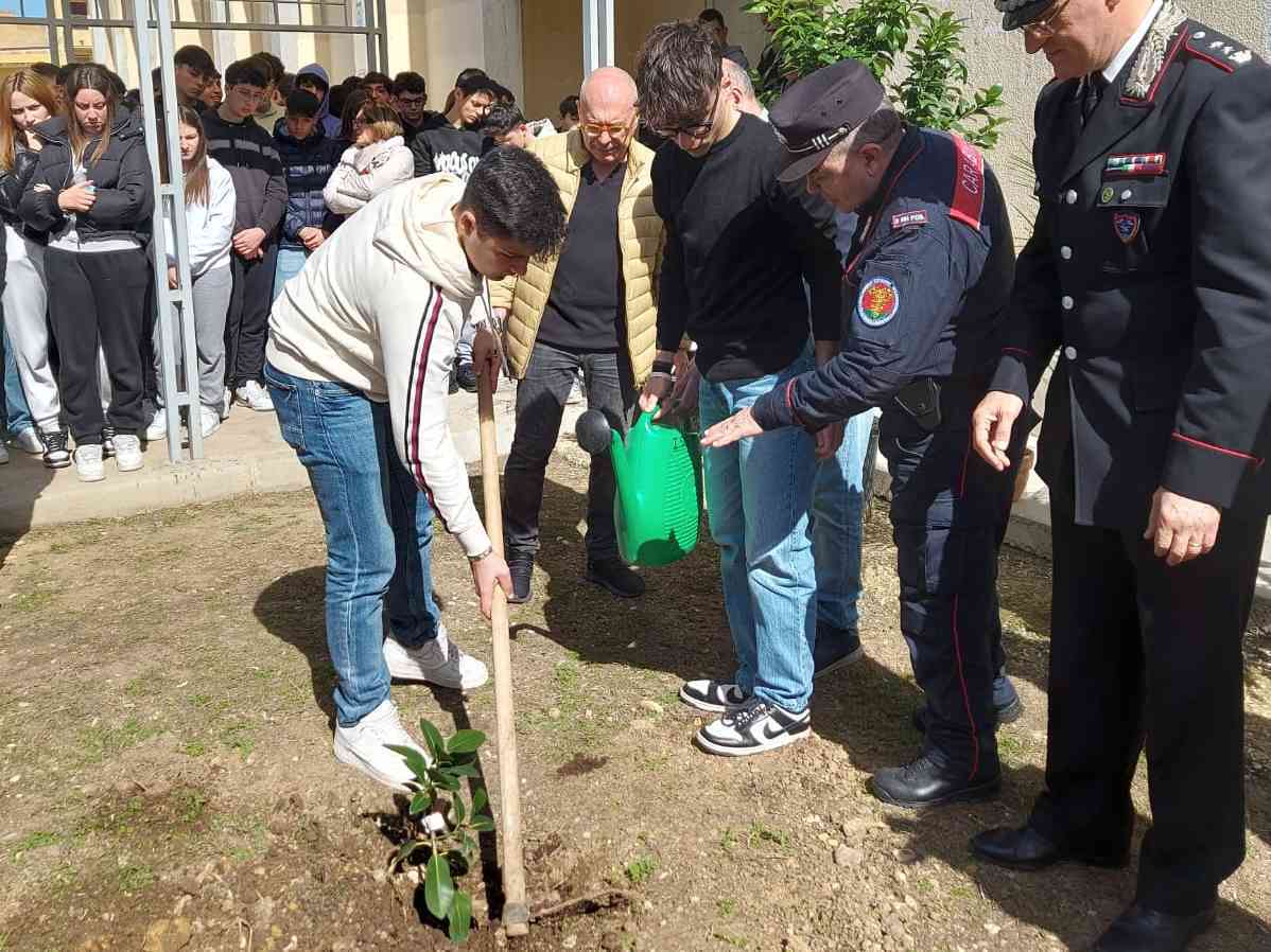 Immagine articolo: A Ribera piantata la talea dell'Albero di Falcone: un simbolo di legalità per le nuove generazioni
