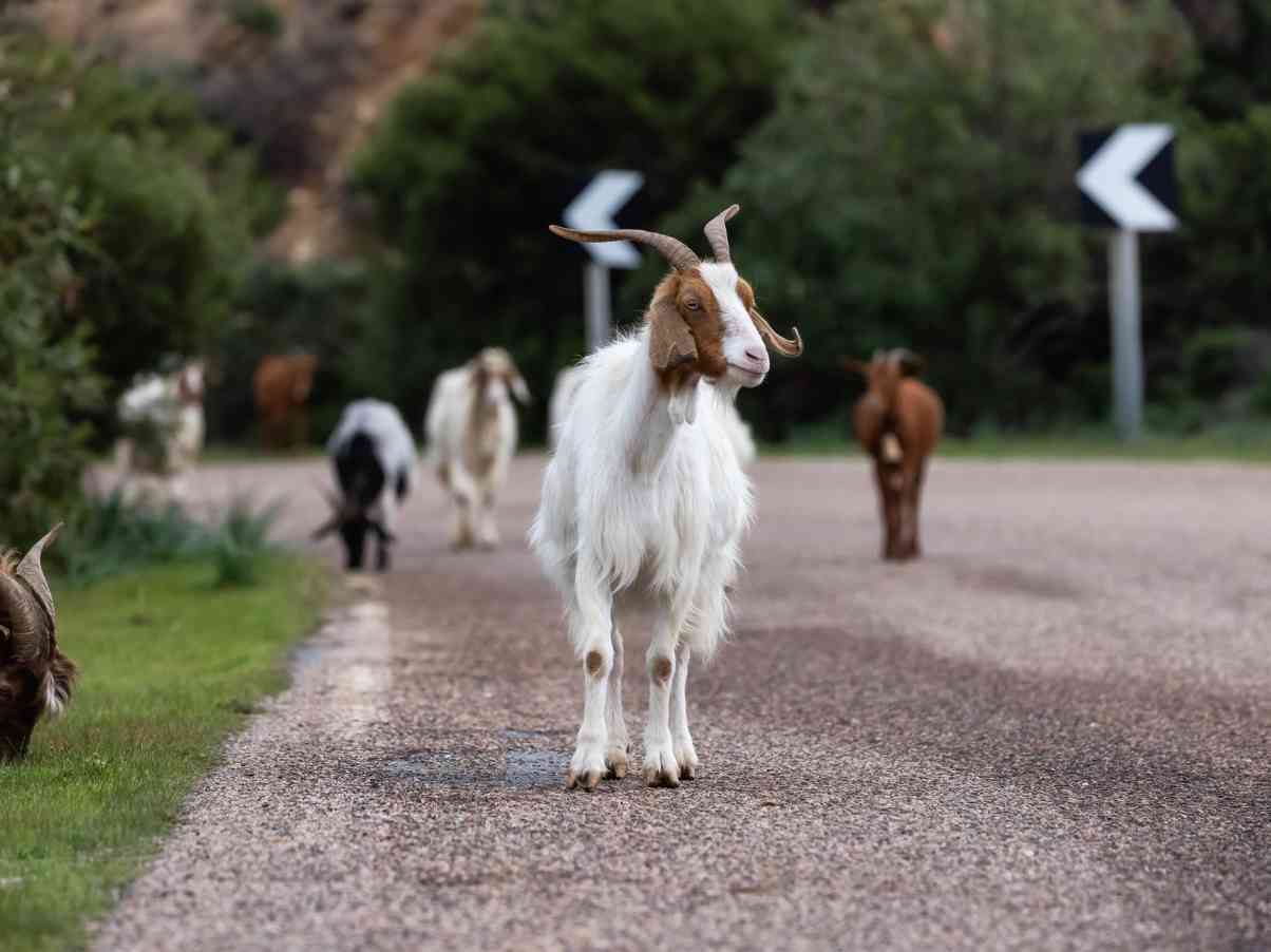 Immagine articolo: Gregge di capre invade la Palermo-Sciacca: traffico paralizzato per un’ora