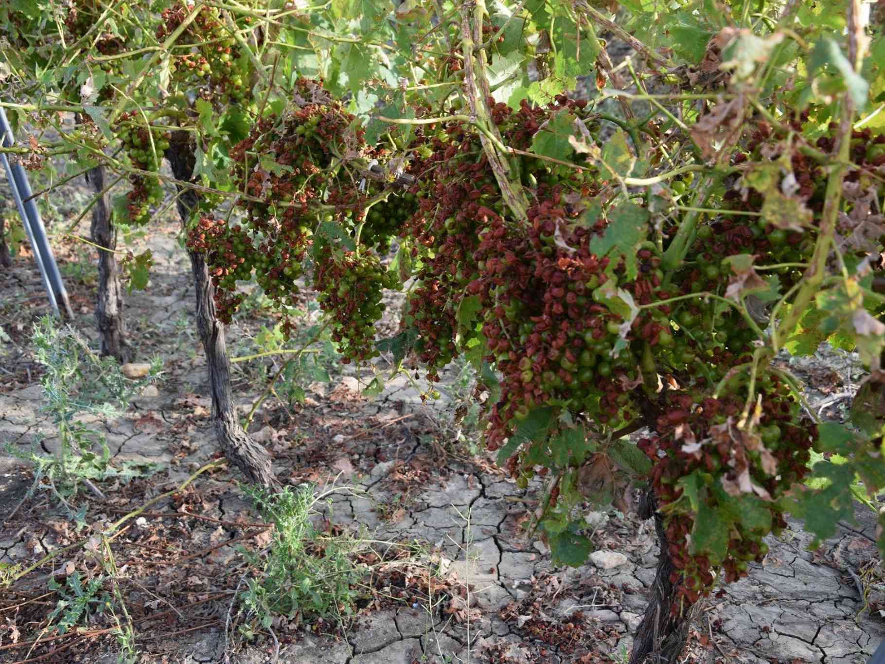 Immagine articolo: Creato il Distretto del cibo per la promozione delle eccellenze eno-gastronomiche. Tra i Comuni aderenti anche Menfi