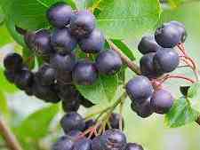 Immagine articolo: Alla scoperta del frutto di Aronia melanocarpa. Ecco quali sono i benefici per la salute