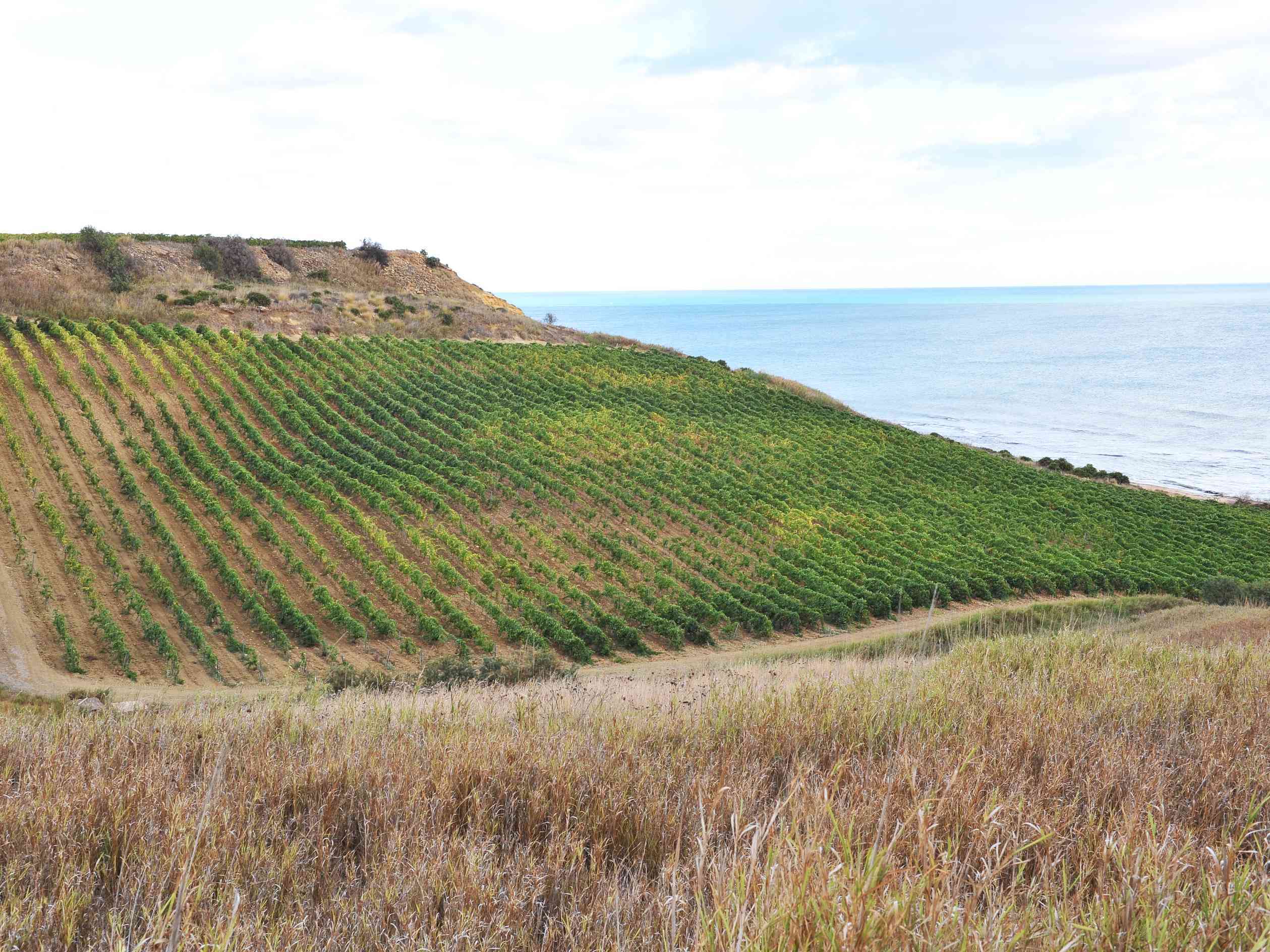 Immagine articolo: Ocm Vino, 13 milioni per ristrutturazione vigneti: 88 da provincia di Agrigento
