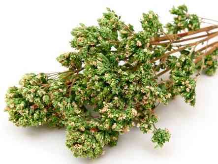 Immagine articolo: Alla “scoperta“ dell'Origano tra proprietà antidolorifiche, antibatteriche e non solo