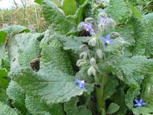 Immagine articolo: La Borragine, alleata del Sistema nervoso e della gola. Ecco proprietà e benefici