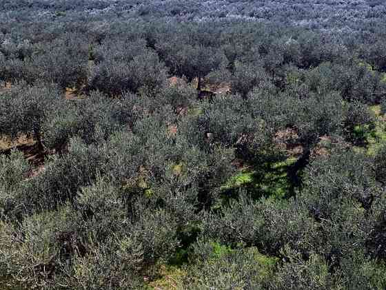Immagine articolo: Sicilia, cosa vedere nella Valle del Belìce tra gastronomia, cultura e luoghi incantevoli
