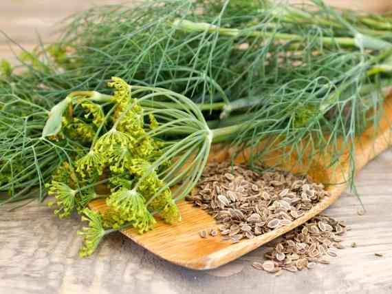 Immagine articolo: Carminativo, diuretico e rigenerante: alla scoperta dell'aneto