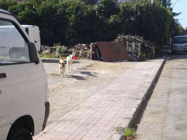 Immagine articolo: Randagismo, dalla Regione 2mila€ a Menfi per prevenzione e ricovero nei canili. 4mila€ a Sambuca, 5.7mila€ a Montevago