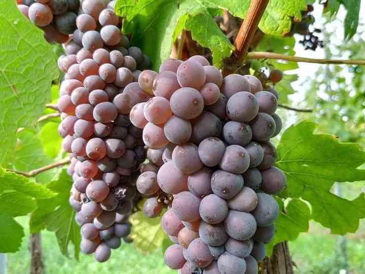 Immagine articolo: Menfi, 28 Luglio al via la vendemmia. Si inizia con la varietà Pinot Grigio