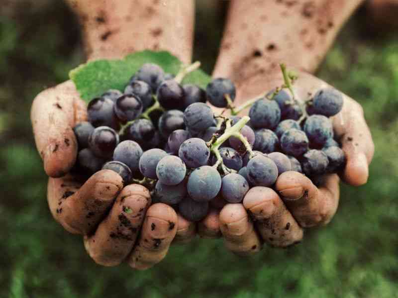 Immagine articolo: Vendemmia 2025, a Menfi e in Sicilia un’annata d’eccellenza: equilibrio tra qualità e quantità