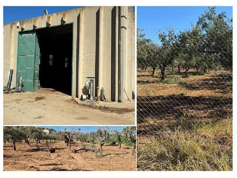 ph. castelvetranonews.it