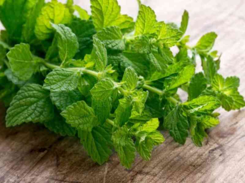 Immagine articolo: Alla “scoperta“ della tisana alla menta tra benefici e proprietà