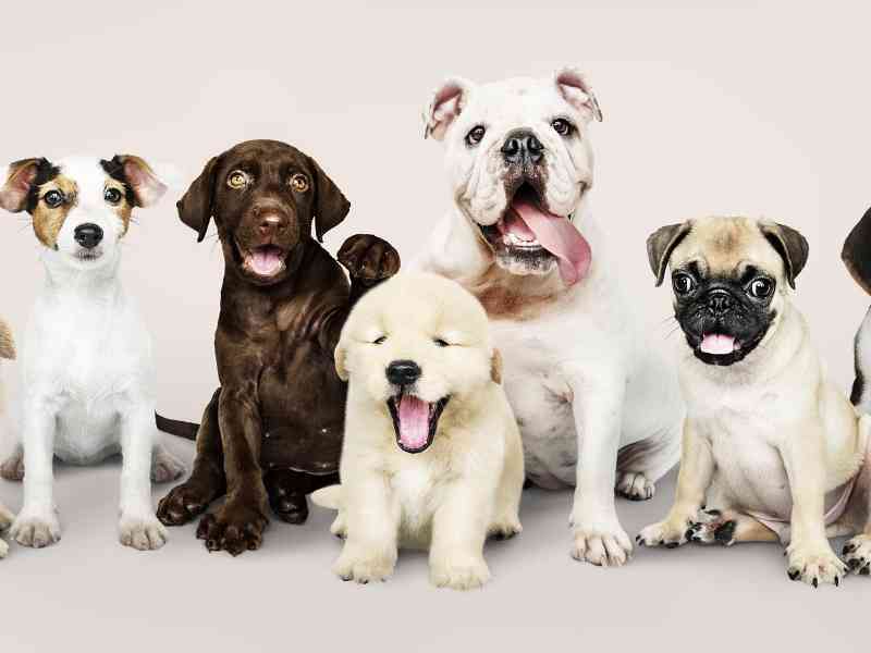 Immagine articolo: Sciacca. Maltrattamento di animali: sequestrati 25 cani tenuti in un appartamento