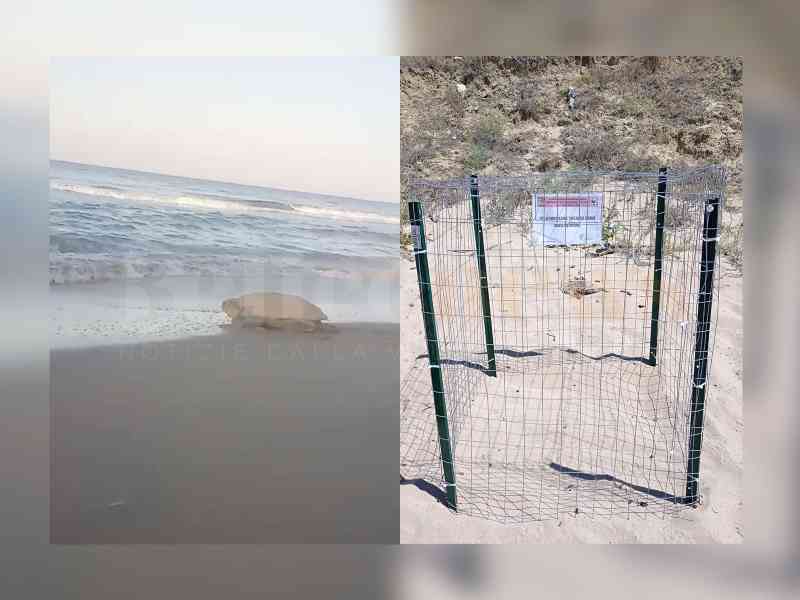 Immagine articolo: Caretta Caretta torna a Menfi: nuovo nido sulla spiaggia di Cipollazzo