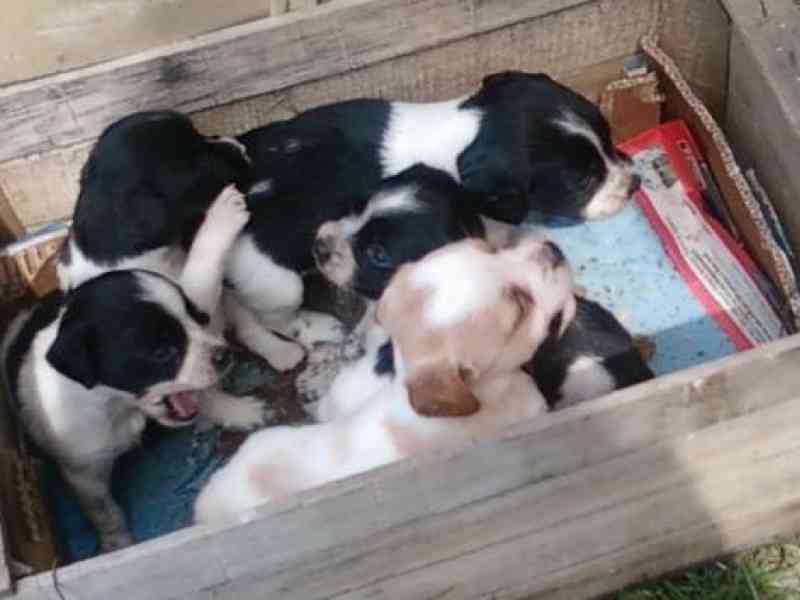 Immagine articolo: S. Margherita, nove cuccioli abbandonati in strada. Decisivo l'intervento dei volontari