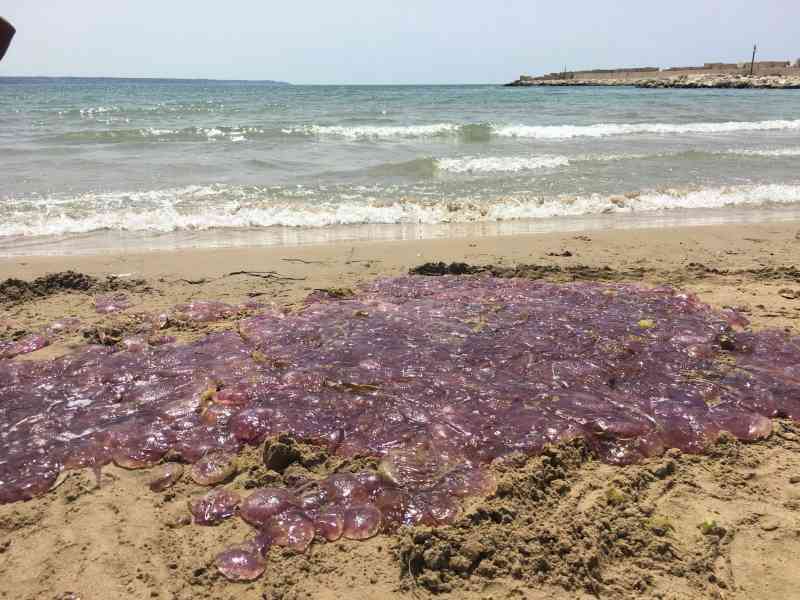 Immagine articolo: Menfi. “Invasione“ di Meduse a Porto Palo, timore tra i bagnanti, pochi coraggiosi entrano in acqua
