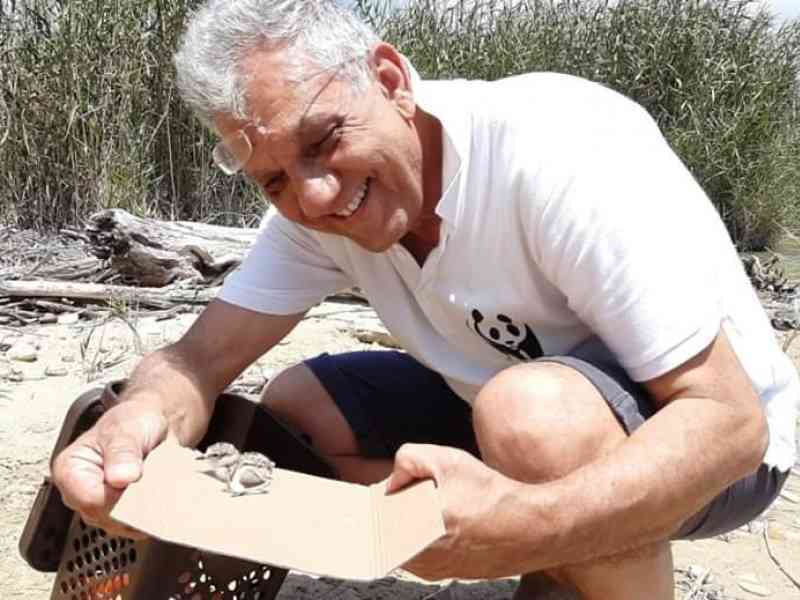 Immagine articolo: A Ribera nidifica il “fratino”. Eccezionale scoperta del Wwf, il trampoliere arriva dall’Africa