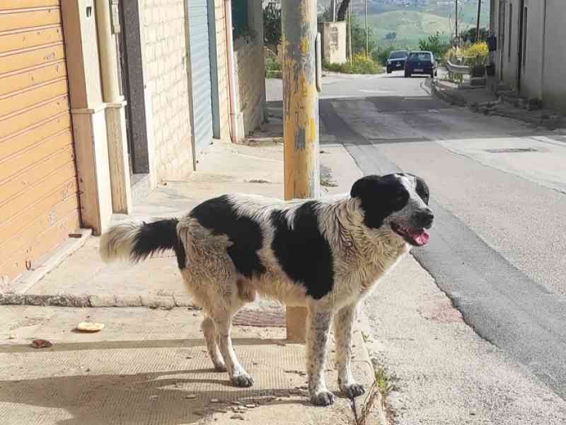 Immagine articolo: Cane sgozzato e fatto a pezzi in provincia di Agrigento
