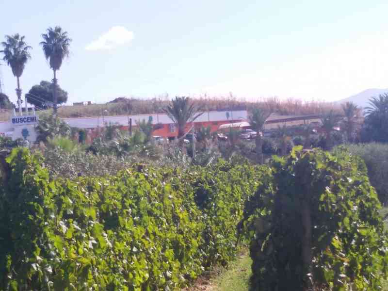 Immagine articolo: Progetto “Viticoltura 50 dal 1968 al 2018”, manifestazione finale presso il Centro Civico di Menfi