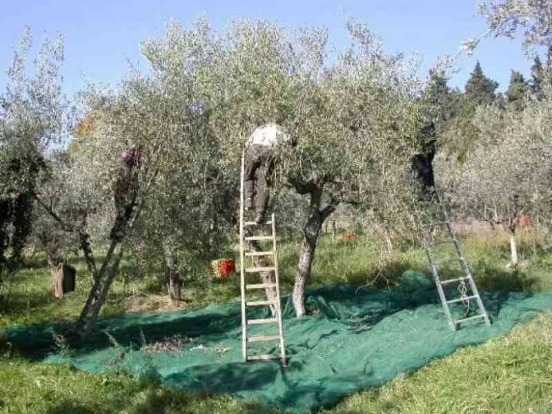 Immagine articolo: “La rricota di l’alivi” e “l’arraciuppatura”. Come un tempo avveniva la raccolta delle olive