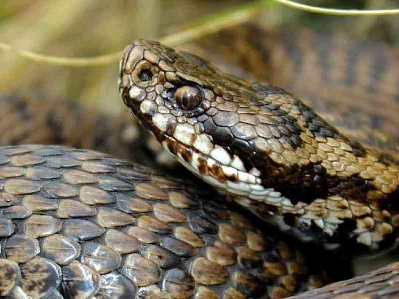 Immagine articolo: La testa della vipera in Sicilia tra credenze popolari e malocchio. Storia di una “cura“ ancora attuale