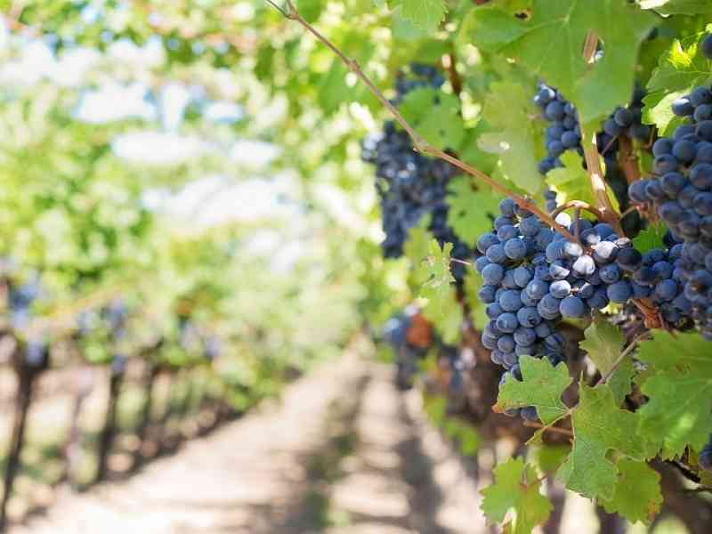 Immagine articolo: Menfi: Progetto Viticoltura 50 1968-2018 si avvia alla conclusione