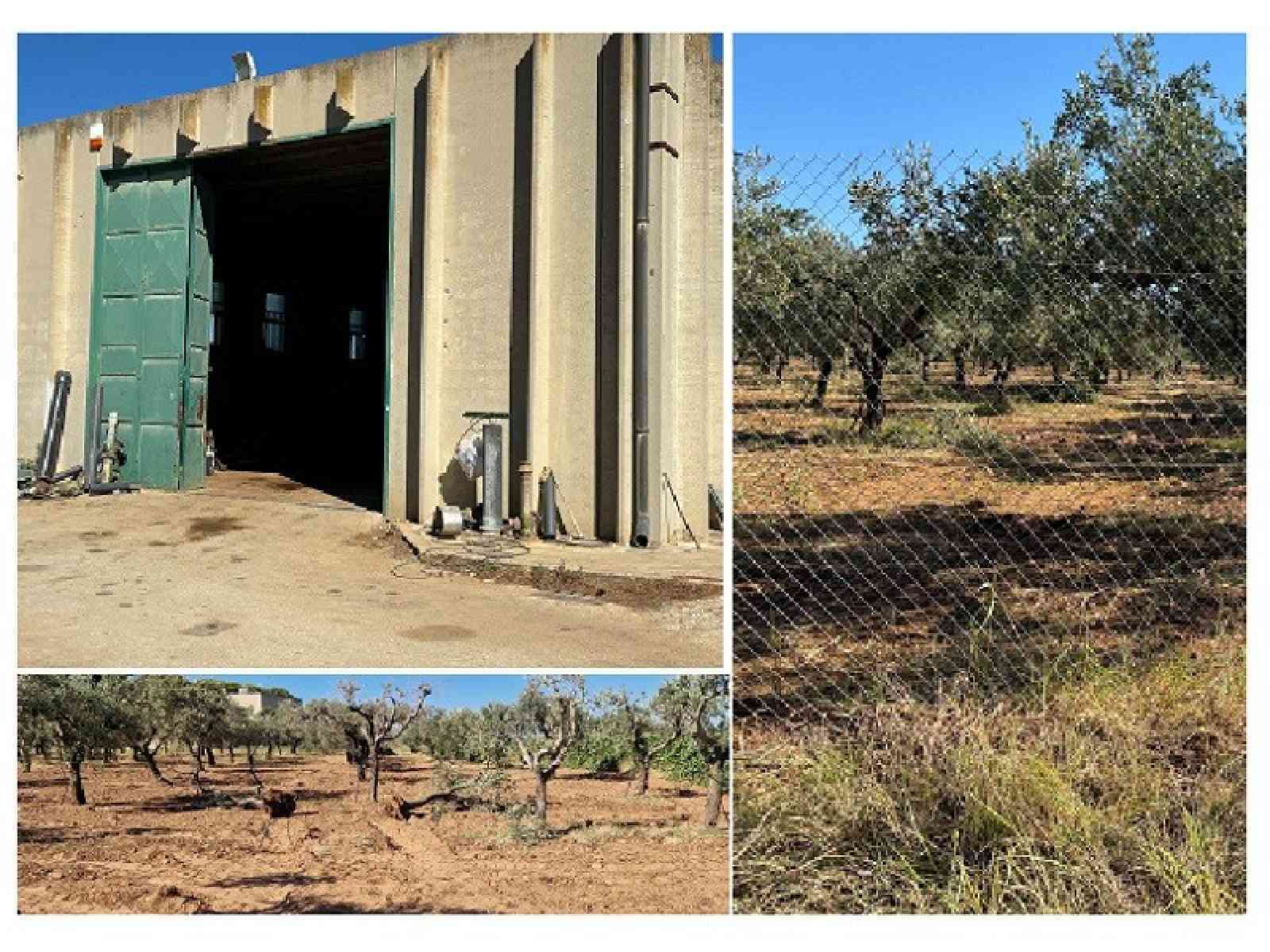 ph. castelvetranonews.it