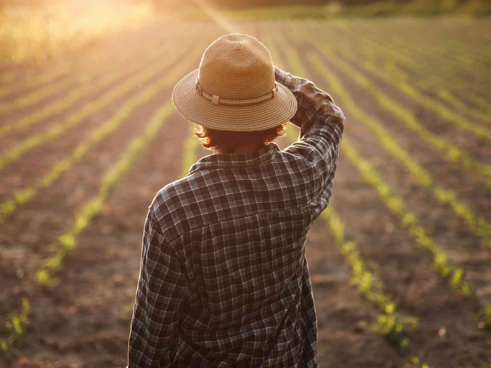 Immagine articolo: Indennità compensativa e saldo agricoltura biologica, sbloccati i pagamenti Agea