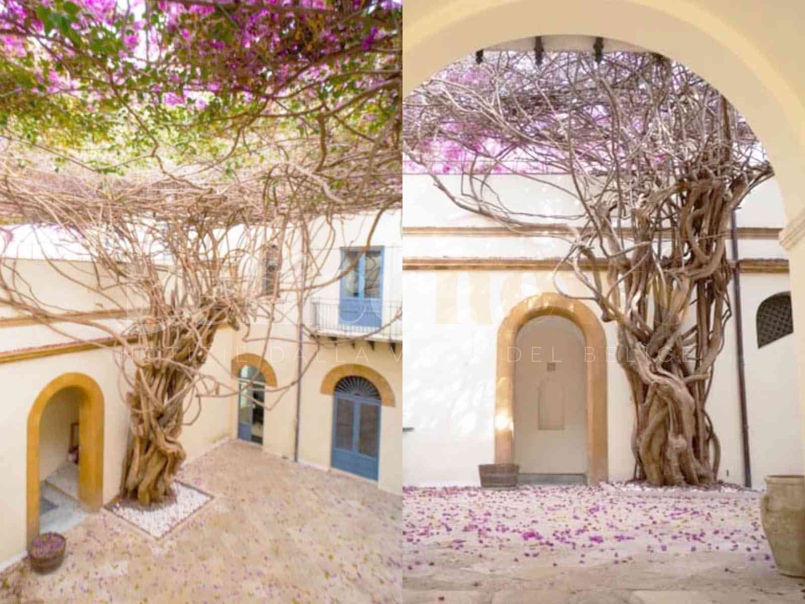 Immagine articolo: A Menfi, con i suoi 200 anni, una delle bougainville più monumentali del Mondo