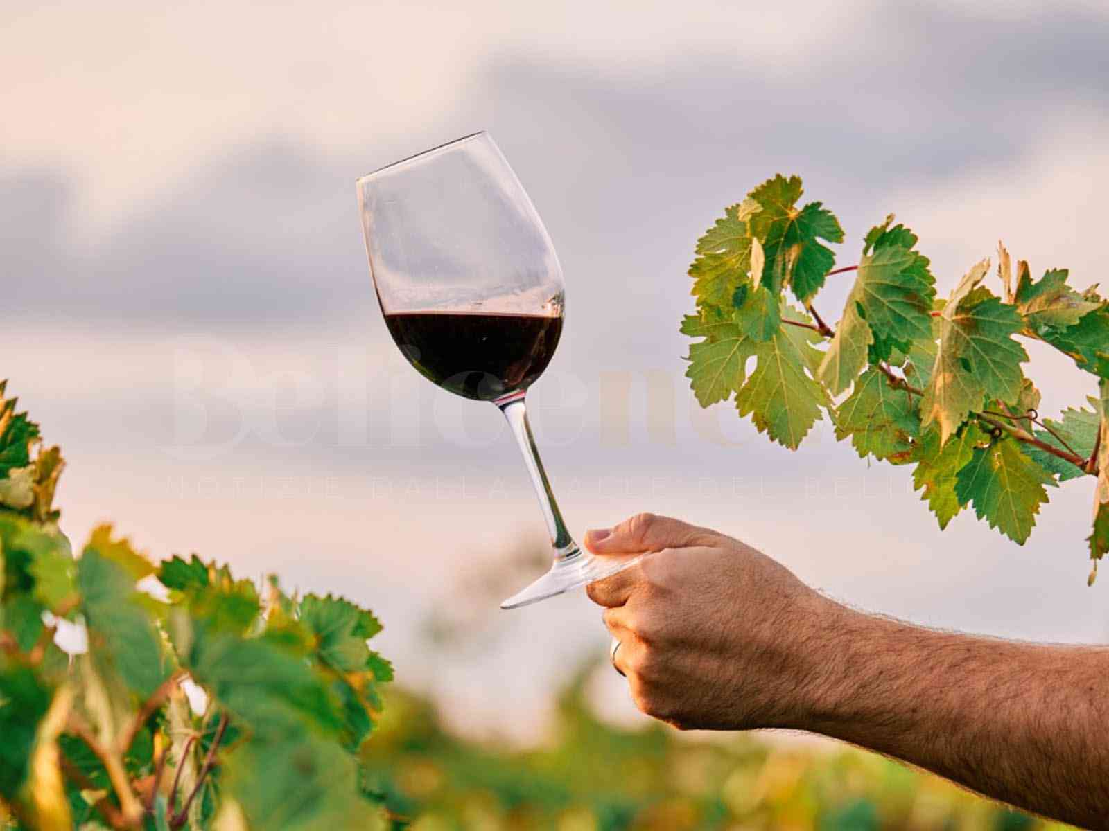 Immagine articolo: Montevago, tutto pronto per la Sagra del Vino 2025: weekend tra sapori e tradizioni il 25 e 26 ottobre