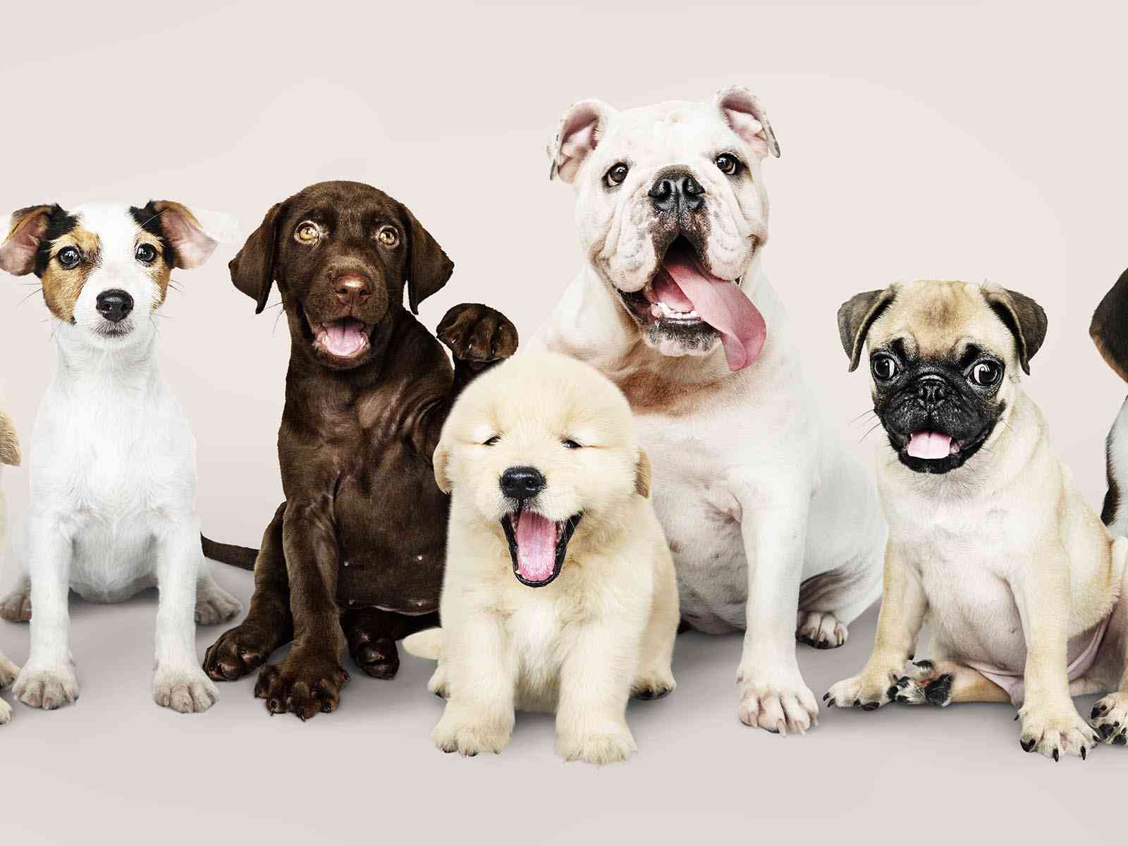 Immagine articolo: Sciacca. Maltrattamento di animali: sequestrati 25 cani tenuti in un appartamento