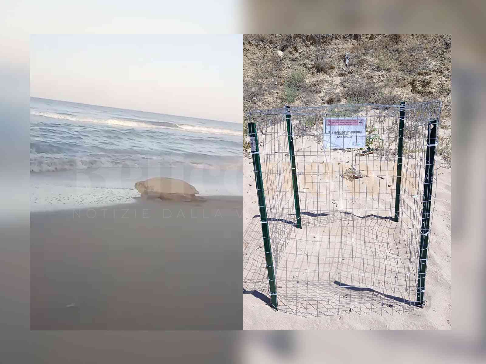 Immagine articolo: Caretta Caretta torna a Menfi: nuovo nido sulla spiaggia di Cipollazzo