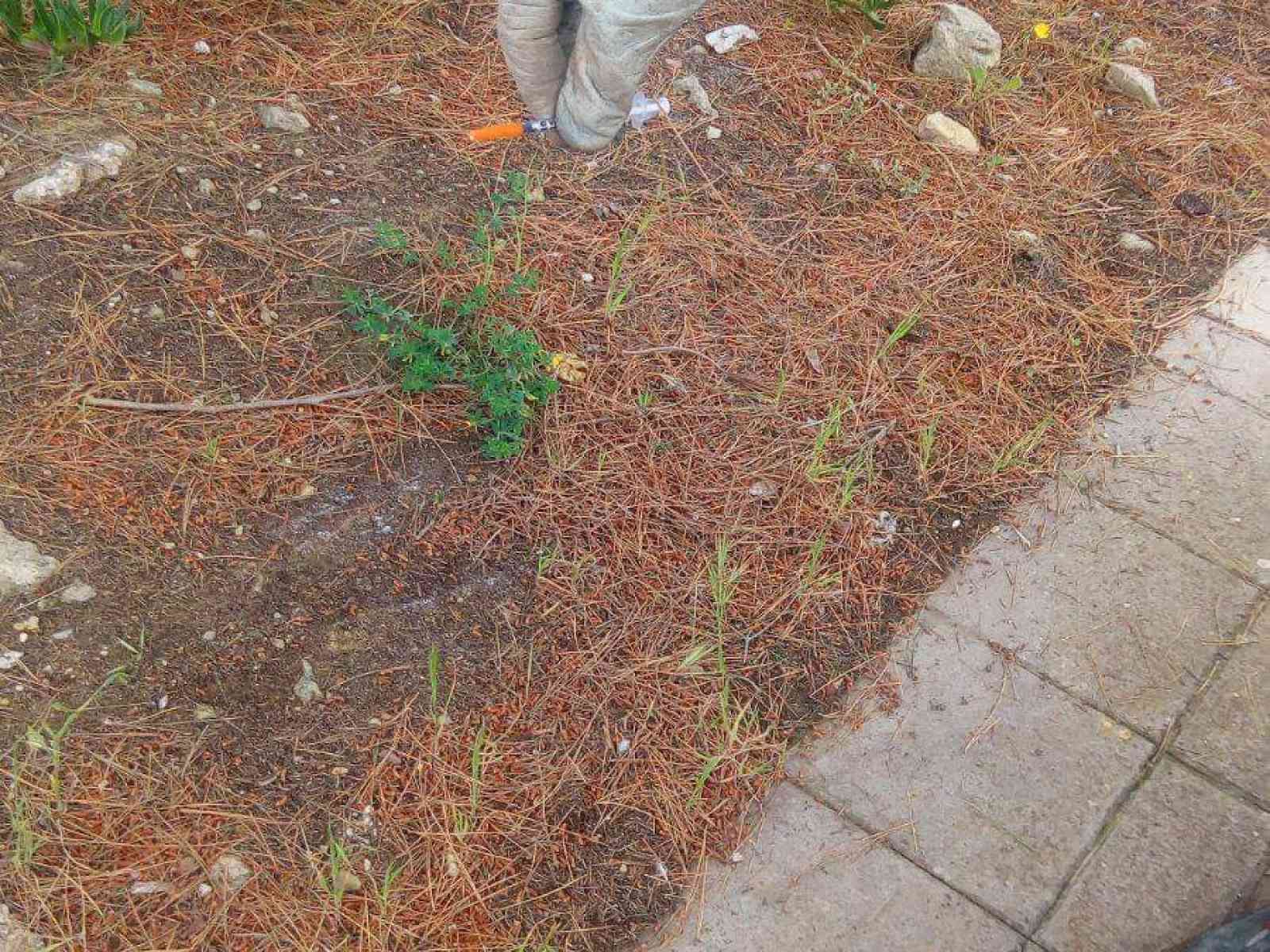 Immagine articolo: Rinvenute siringhe utilizzate in via Oberdan a Santa Margherita di Belice. Le parole dell'Assessore Marino