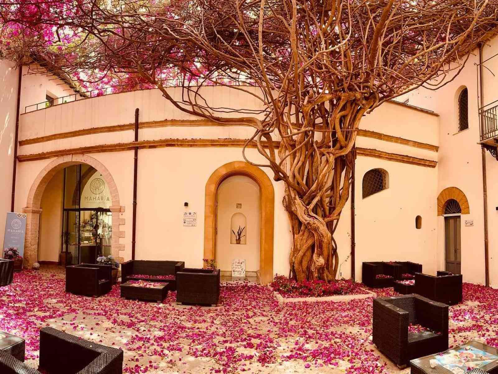 Immagine articolo: A Menfi, con i suoi 200 anni, una delle bougainville più monumentali del Mondo