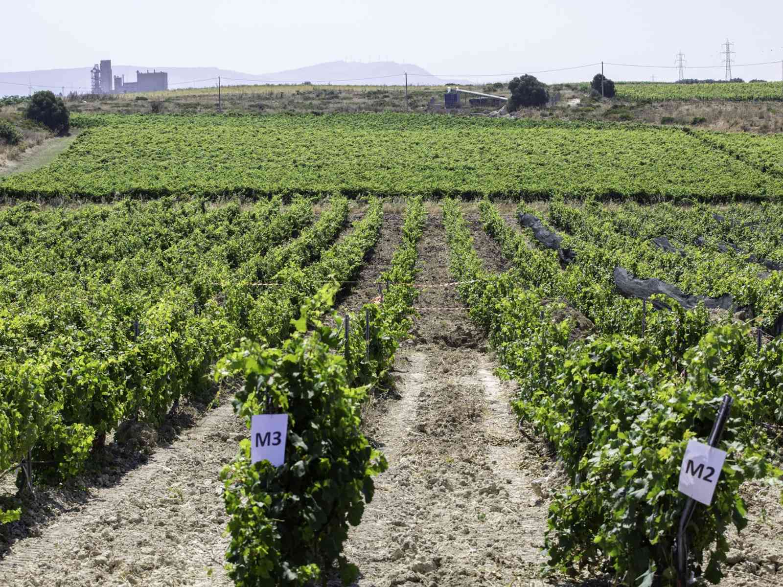 Immagine articolo: Menfi. Si conclude progetto di 3 anni che promuove la biodiversità vitivinicola