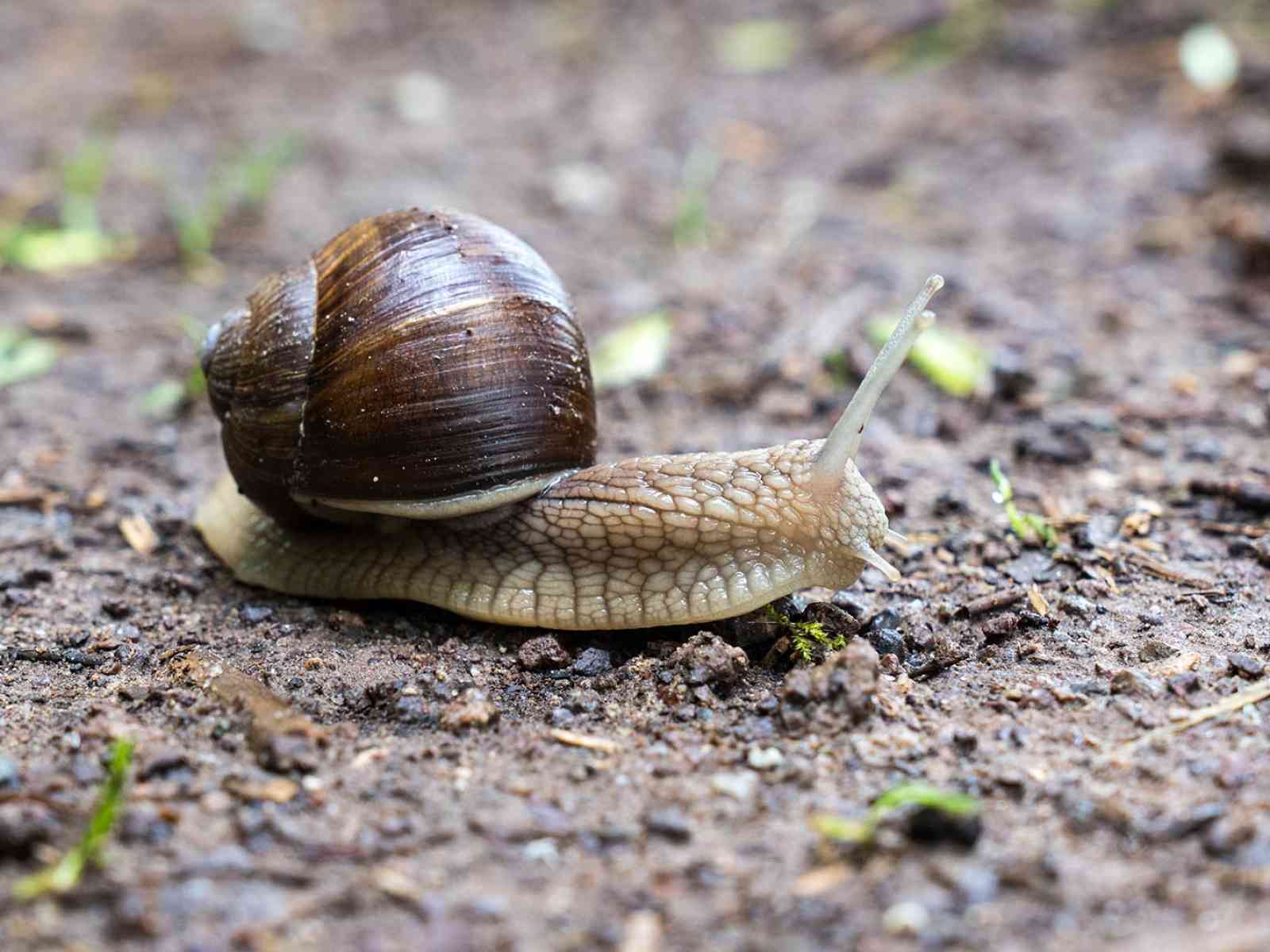 Immagine articolo: Dal 1 al 3 novembre Sambuca ospiterà la 1a “Sagra della Babbalùcia“