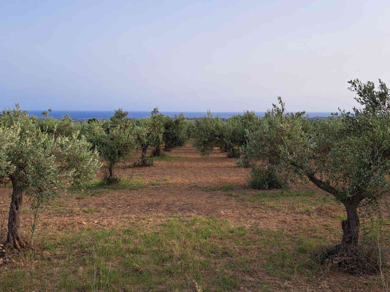 Immagine articolo: Menfi prima Città dell’Olio d’Italia a costituire la propria “Comunità dell’Olio“