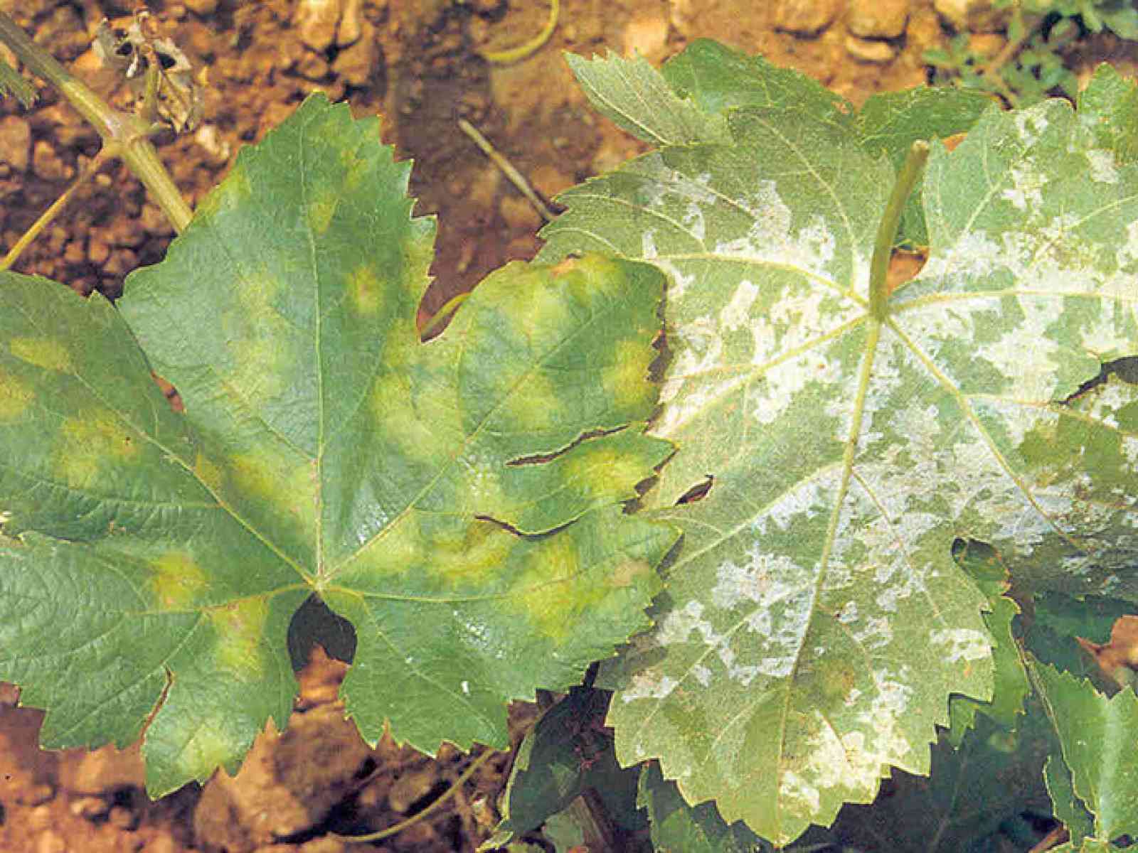 Immagine articolo: Peronospora, nuovo spiraglio dalla Regione Siciliana per il risarcimento alle aziende