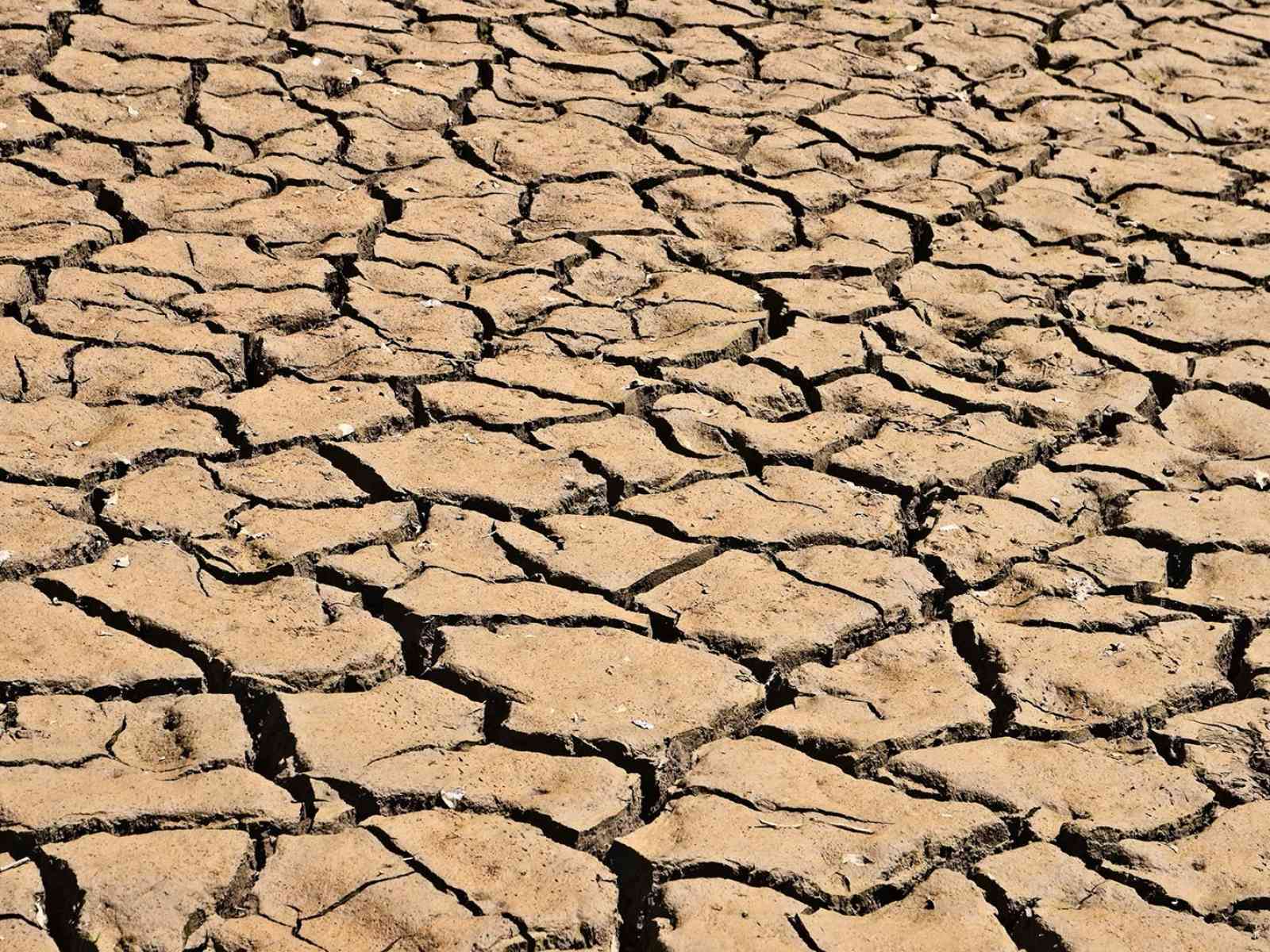 Immagine articolo: Crisi idrica. Cia Sicilia Occidentale: “settore agricolo in ginocchio“